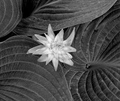 Hosta Flower and Leaves