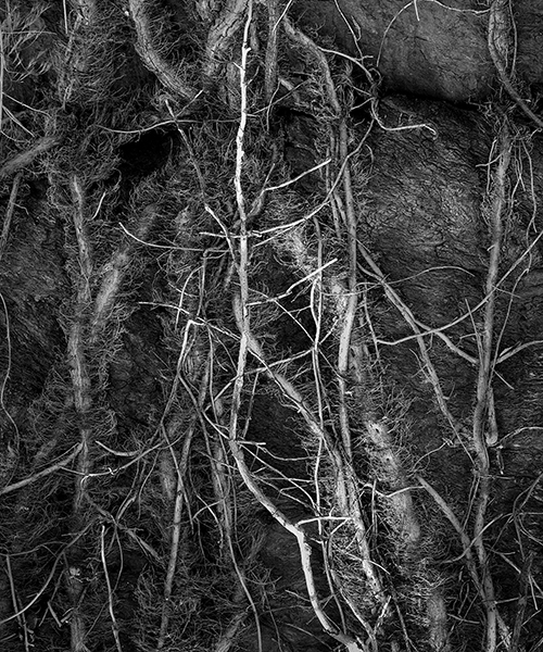 Roots