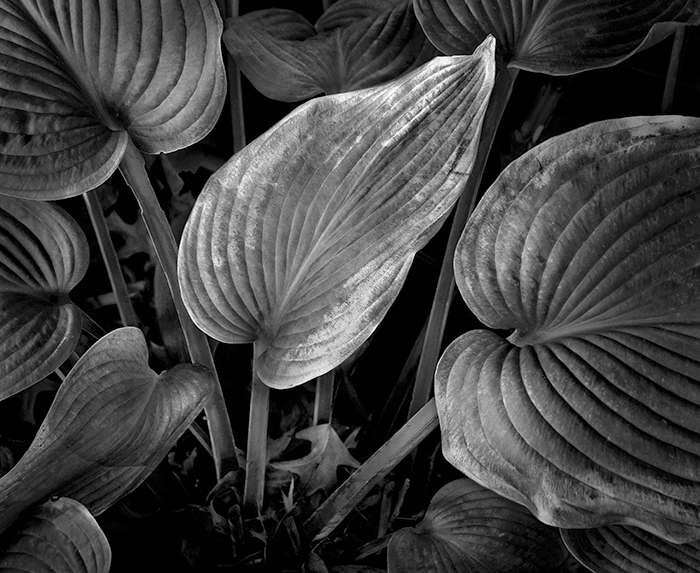 Sunlit Wilted Leaf Sunlit Wilted Leaf