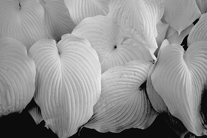 Silky Leaves Silky Leaves