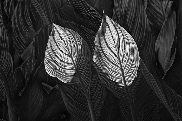 Two Backlit Canna Leaves Two Backlit Canna Leaves
