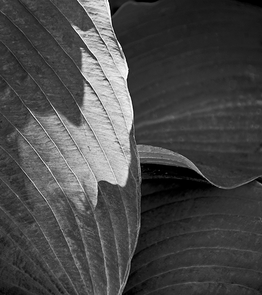 Backlit Leaf