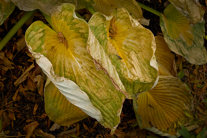 Two Wilted Hosta Leaves Two Wilted Hosta Leaves