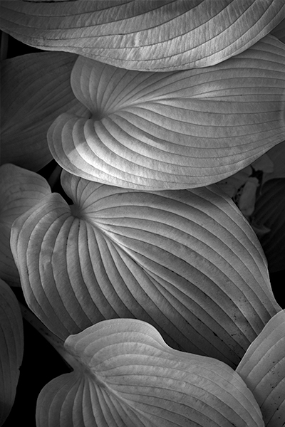 Four Leaves Four Leaves