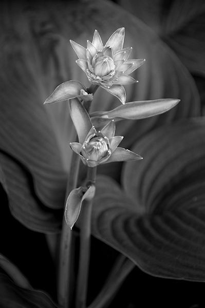 Two Flowers Two Flowers