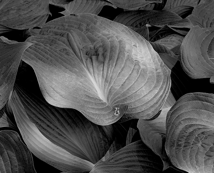 Dappled Sun