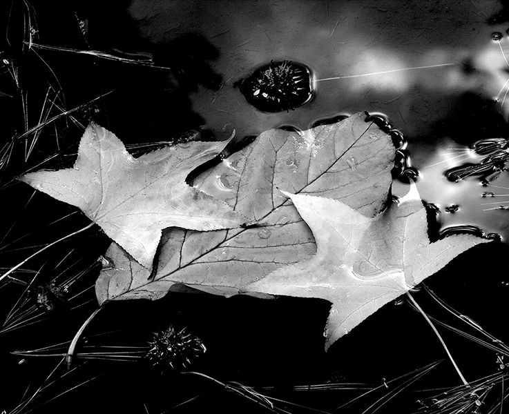 Autumn Collage Autumn Collage