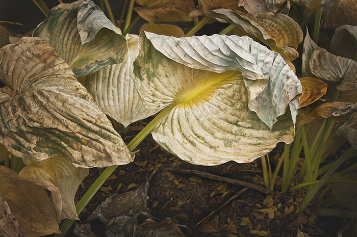 Folded Hosta Leaf