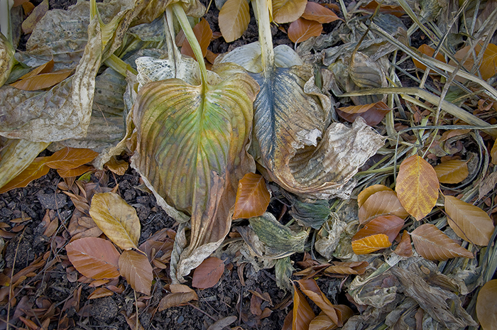 Blue and Green Wilted Hosta Leaves Blue and Green Wilted Hosta Leaves