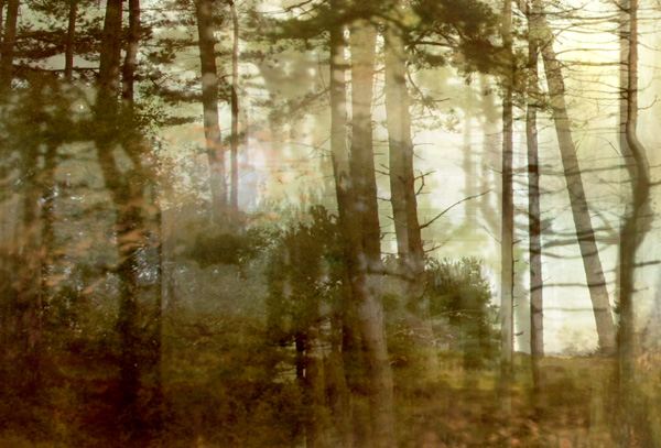 Pine Forest I (from Series "Constructed Landscapes")