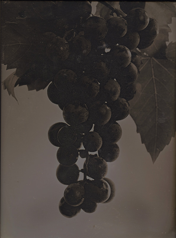 Cabernet Grapes