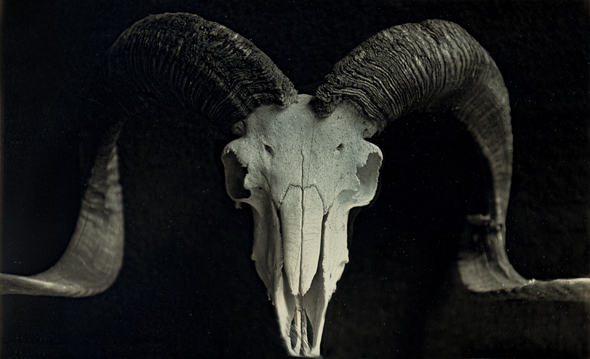 Ram with Horns