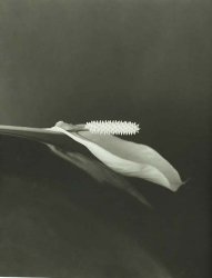 Richard Lorenz - Spathephyllum
Click for more Images