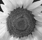 Russ Martin - Sunflower
Click for more Images