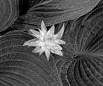 Russ Martin - Hosta Flower and Leaves
Click for more Images