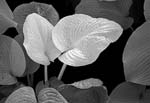 Russ Martin - Two Wrinkled White Leaves
Click for more Images