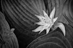 Russ Martin - Hosta Flower With Bent Leaf
Click for more Images