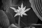 Russ Martin - Hosta Flower
Click for more Images