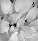 Russ Martin - Radiating White Leaves
Click for more Images