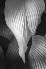 Russ Martin - White Pointed Leaf
Click for more Images