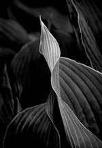 Russ Martin - Pointed Leaf
Click for more Images
