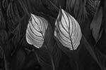 Russ Martin - Two Backlit Canna Leaves
Click for more Images