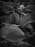 Russ Martin - Hosta Flower Among Leaves
Click for more Images