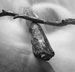 Russ Martin - Crossed Branches
Click for more Images