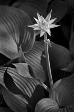 Russ Martin - Tall Flower and Foliage
Click for more Images