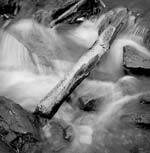 Russ Martin - Icy Log
Click for more Images