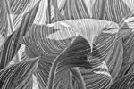 Russ Martin - Overhanging Leaf
Click for more Images