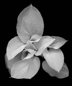 Russ Martin - New Hostas
Click for more Images