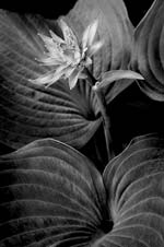 Russ Martin - Hosta Flower Amid Leaves
Click for more Images