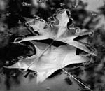 Marcia Schulman Martin - Leaves and Bubbles
Click for more Images
