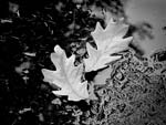 Marcia Schulman Martin - Two Oak Leaves
Click for more Images