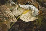 Russ Martin - Folded Hosta Leaf
Click for more Images
