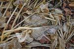 Russ Martin - Leaves and Stems
Click for more Images