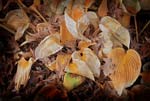 Russ Martin - Orange Wilted Hosta Leaves
Click for more Images
