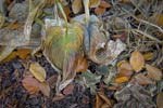 Russ Martin - Blue and Green Wilted Hosta Leaves
Click for more Images