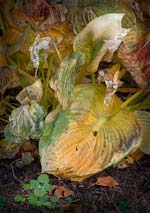 Russ Martin - Wilted Hosta Group
Click for more Images Russ Martin - Wilted Hosta Group
Click for more Images