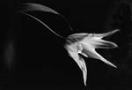 Yasuhiro Ishimoto - Tulip
Click for more Images
