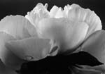 Yasuhiro Ishimoto - Chinese Peony
Click for more Images