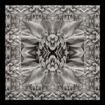Russ Martin - Dahlia Grid IV
Click for more Images