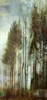 Lisa Holden - Blue Trees (from Series "Constructed Landscapes")
Click for more Images