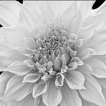 Russ Martin - Orange Dahlia
Click for more Images