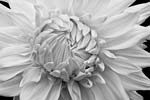 Russ Martin - Closed Dahlia
Click for more Images