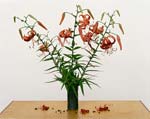 Paula Chamlee - From the series "From the Field." "Turks Cap Lily, 2013
Click for more Images