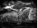Mitch Dobrowner - Wind Swept Tree
Click for more Images Mitch Dobrowner - Wind Swept Tree
Click for more Images
