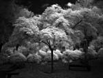 Mitch Dobrowner - Angel Tree
Click for more Images