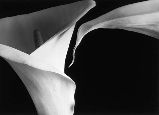 Two Calla Lilies